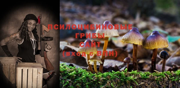 сатива Новокубанск